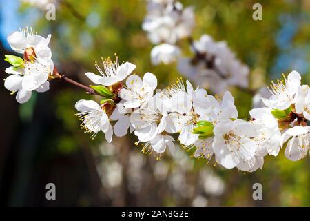 Frühling. Blühende apricot tree branch Nahaufnahme. Stockfoto