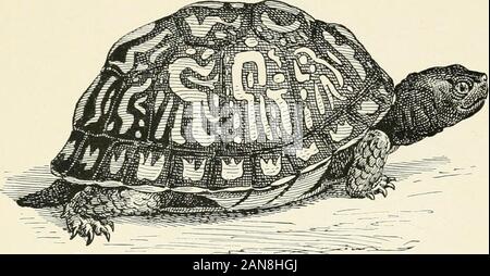 Die Schildkröten, Schlangen, Frösche und andere Reptilien und Amphibien von Neu-england und den Norden. 13. Gesprenkelte Schildkröte. Entys meleagris. Länge, 8 Zoll, schwarz, mit etwas regelmäßig dispersetl, unregelmäßig, gelbliche Flecken. südlichen und westlichen. (II). 14. Gemeinsame Box Turtle. Cistudo airolina. Länge, 10 Zoll; rötlich Dunkelbraun, mit gelblicher buff Markierungen und Punkte; variable im Design. Südlichen. (Ig Stockfoto