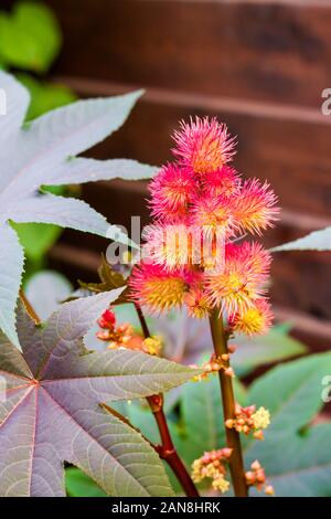 Rizinus (Ricinus communis) closeup Stockfoto