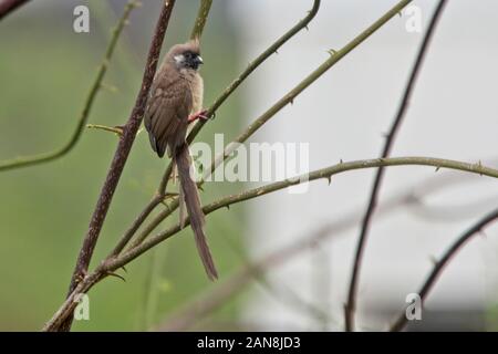 Gesprenkelte Mousebird (Colius striatus), die in einem Baum, Nairobi, Kenia thront. Stockfoto