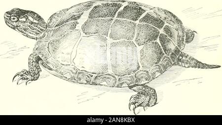 Die Schildkröten, Schlangen, Frösche und andere Reptilien und Amphibien von Neu-england und den Norden. 9. Hieroglyphen Schildkröte. Pseudemys hieroglyphica. Len^ Th, Si.x Zoll; schwärzlich, mit gelben Wurm - wie Marken; Kopf mit gelben Streifen. Western. (8) OUBii -. 10. Gemalte Schildkröte. Cluy setnys pnta. Stockfoto