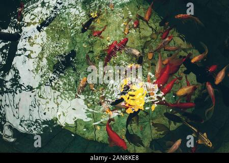 Japanischer Garten Teich oder Pool mit bunten Fischen schwimmen, abstrakte Natur Hintergrund Stockfoto