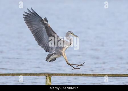 Erstaunliche wilde graue Reiher Vogel (Ardea cinerea) isoliert über Wasser, kommen in, um auf dem Postweg zu landen. UK Reiher macht spektakuläre Landung. Stockfoto