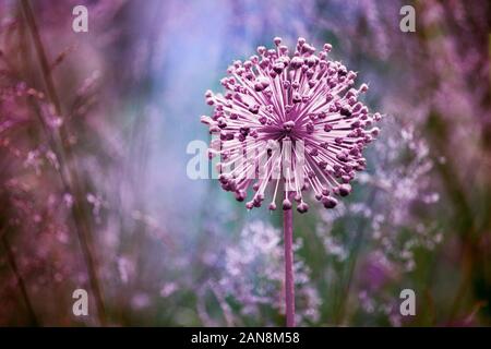 Eine große runde rosa Blüten Nahaufnahme auf Blau unscharfen Hintergrund, Allium cristophii, Allium giganteum Zierpflanzen, lila Löwenzahn Stockfoto