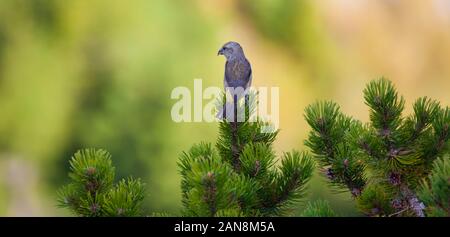 Scissor Schnabel Vogel in der Natur Stockfoto