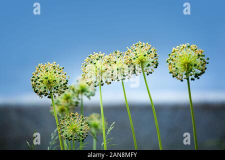 Große runde gelbe Blumen blühen Nahaufnahme auf blauen Himmel unscharfen Hintergrund, blühenden Löwenzahn, Star in Persien Zwiebel, dekorative grüne Kugel garten Lauch Stockfoto