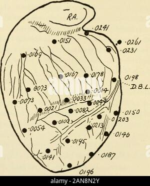 Physiologie und Biochemie in der modernen Medizin. Teil des theventricular Muskulatur Vertrages ist daher in der Nähe des Ter entfernt Verschmutzungen dieser Zweige, an der Papillarmuskeln. Dass diese shouldcontract, bevor der Rest der Muskel der Ventrikel, hat einen offensichtlichen 194 DIE ZIRKULATION OP TIIK MLOOD Bedeutung im Zusammenhang mit ihrer Funktion der Anziehen der chordaetendineae so wie jede Wölbung der die Klappen der tricular auriculoven-Ventil in die Öhrchen zu verhindern, wenn zu Beginn des prcsphygmicperiod, die hohe intraventrikuläre Druck auf theirunder zu tragen Stockfoto