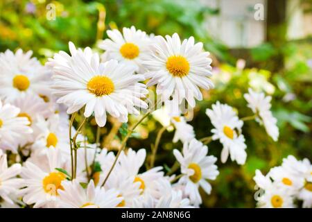 Weiß Kamille Chrysantheme Blumen closeup auf sonnigen Herbsttag Stockfoto