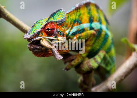 Chameleon finden Peyrieras Stockfoto