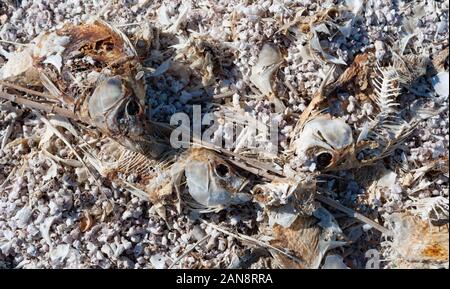 In der Nähe von Toten und ausgetrocknet ist, Fisch, am Ufer des Salton Sea in Südkalifornien gewaschen Stockfoto