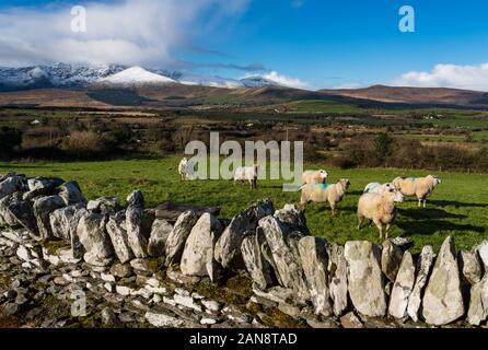 Schafe in einer Wiese auf der Halbinsel Dingle in der Republik Irland Stockfoto