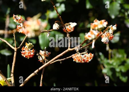 Edgeworthia chrysantha 'Roter Drache', Bodnant Gardens, Tal-y-Cafn, Conwy, Wales, Großbritannien Stockfoto