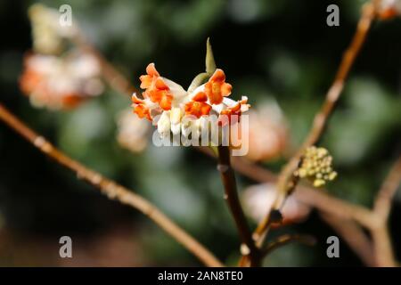 Edgeworthia chrysantha 'Roter Drache', Bodnant Gardens, Tal-y-Cafn, Conwy, Wales, Großbritannien Stockfoto