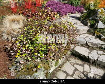 Daphne odora 'Alba' im Wintergarten, Bodnant Gardens, Tal-y-Cafn, Conwy, Wales, Großbritannien Stockfoto