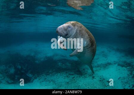 Manatee schwimmt in den wärmeren Gewässern von Three Sisters Springs in der Nähe von Crystal River, Florida. Stockfoto