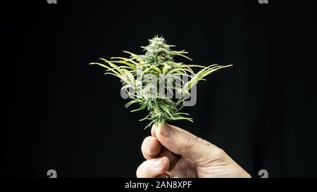 Nahaufnahme der männlichen Hand frische medizinisches Marihuana Knospen. Cannabis Knospen bereit zu ernten. Hanf ist ein Konzept der Kräutermedizin. Stockfoto
