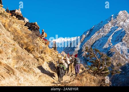 Ein Yak-Zug, der Waren bis zum Dorf Ringmo in der Dolpo-Region im Nepal Himalaya transportiert Stockfoto