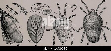 Bulletin. Platte XXI Abb. 1. Red Locnst-mitc, Tromhidinm locuf^ tdriim: a, reife Larven onwing der Heuschrecke; h, Puppe; c, männlichen Erwachsenen; d, erwachsene Frau; f, pupal Krallen und Daumen;/, Pedal Klaue; g, eine Der barbedhairs; 7 i, Streifen auf der Larven Haut; c und d erweiterten asindicated. (Riley, Rei&gt;. Us Ent. Komm.) Abb. 2. Die gleiche: Ein, Weibchen mit ihren Eiern; b, frisch geschlüpfte Larve (nat-ural Größe von Dot innerhalb des Kreises angegeben); e, Ei; d ande, leeren Eierschalen. (Riley, i. e.) Abb. 3. White-faced Hornet, Vespa mdcnhifa. (J. B. Smith, isoliertes ofN.J.) Abb. 4. Boden - Käfer, Lehid (/nindis. (Nach F Stockfoto