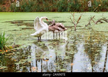 Drei Schwäne auf einem See im Herbst, ein Schwan Familie auf einem Wald Teich Stockfoto