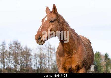 Inländische Pferd (Equus ferus Caballus) auf einer Weide in der Landschaft in Deutschland, Westeuropa Stockfoto