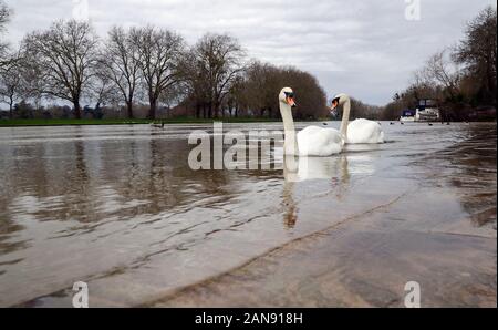 Schwäne schwimmen neben einem leinpfad in Datchet, Berkshire, die in der Flut, Wasser aus dem Fluss Themse abgedeckt ist. Stockfoto