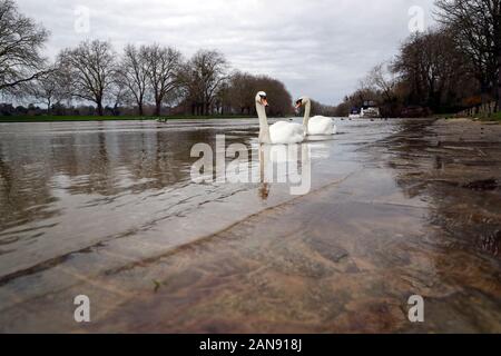 Schwäne schwimmen neben einem leinpfad in Datchet, Berkshire, die in der Flut, Wasser aus dem Fluss Themse abgedeckt ist. Stockfoto