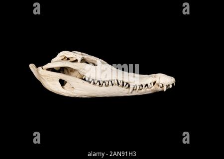 Schädel eines siamesischen Krokodils - Crocodylus siamensis von der rechten Seite auf schwarzem Hintergrund gesehen Stockfoto