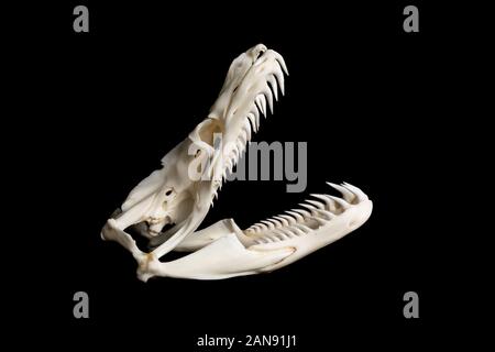 Schädel einer großen Netzpythonnatter - malayopython reticulatus von der rechten Seite auf schwarzem Hintergrund gesehen Stockfoto