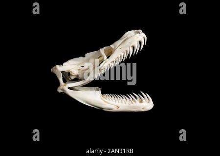 Schädel einer großen Netzpythonnatter - malayopython reticulatus von der rechten Seite auf schwarzem Hintergrund gesehen Stockfoto
