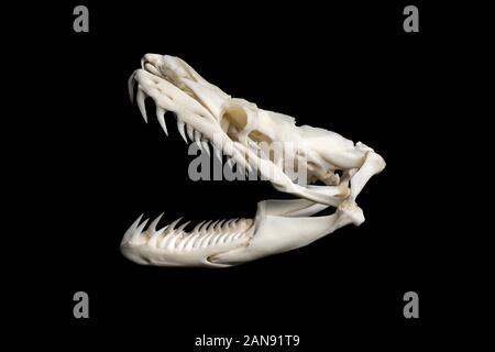 Schädel einer großen Netzpythonschlange - malayopython reticulatus von der linken Seite auf schwarzem Hintergrund gesehen Stockfoto