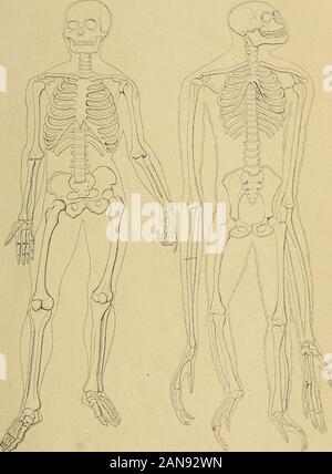 Carpenter's Prinzipien der menschlichen Physiologie. Gehirn von Orang (simia). Linke Seite. Entwicklung des Großhirns im Mann und die drei höchsten Affen ist in der beigefügten Zeichnungen (Feigen wellshown. 8, 9, 10). 36. Die geringe Größe des Antlitz des Menschen, verglichen mit den Schädel, ein Anzeichen dafür, dass in ihm die Sinne die Intelligenz untergeordnet sind. Entsprechend, finden wir, daß, während er durch viele der unteren animalsin Akutheit der Sensibilität übertroffen wird, Licht, Ton,&c, er herausragende in der * Für eine ausgezeichnete Beschreibung der Windungen des menschlichen Großhirns steht, siehe W. Turner Edinb. Stockfoto