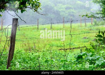 Der Regen auf der Weide eines brasilianischen Farm von Stacheldraht umgeben Stockfoto