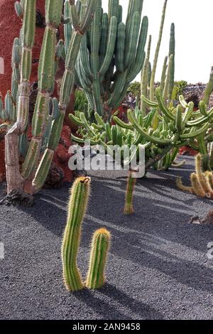 Cesar Manrique's Jardin de Cactus, ein UNESCO Biosphärenreservat, Guatiza, Lanzarote Stockfoto