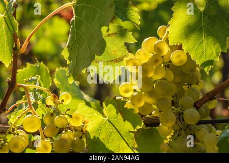 Weinrebe der Rebsorte Müller-Thurgau Stockfoto