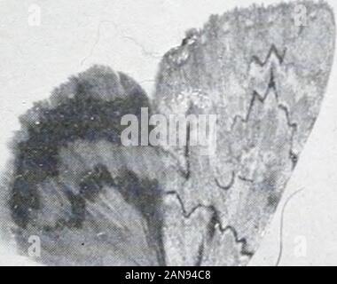 Wie die Natur zeigt Ihnen, Motten und Schmetterlinge der Usa, östlich der Rocky mountainsWith über 400 fotografischen Illustrationen im Text und viele Transfers von Arten aus dem Leben. ^. Stockfoto