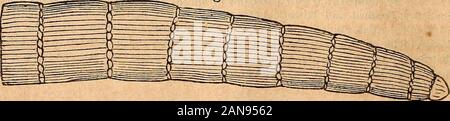 Ein beschreibender Katalog der wertvolle Werke, mit Illustrationen. prospektive Anordnung, bestehen? Was sind die Zeichen und positionder Fossilien der Kohle Maßnahmen? Abb. 26.. Was sind die vier häufigsten Formen? Beschreiben der Stigmaria. Die sigillaria. Die Lepidodendron. ThoCalamite. Wo sind die Betten der Kohle gefunden? Wertvolle WISSENSCHAFTLICHE WOUKS. Grundsätze OP ZOOLOGIE: Berühren Sie die Struktur, die Entwicklung, der Vertrieb und die natürliche Anordnung der Rennen von einjährigen Pflanzen, lebenden und Ausgestorbenen. Mit inimerous Illustrationen. Für die Nutzung der Schulen und der Hochschulen. Teil I., vergleichende Physiologie. Durch Stockfoto