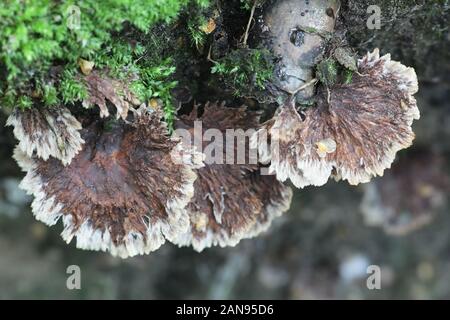 Thelephora terrestris, als Earthfan Pilz bekannt, Pilze aus Finnland Stockfoto