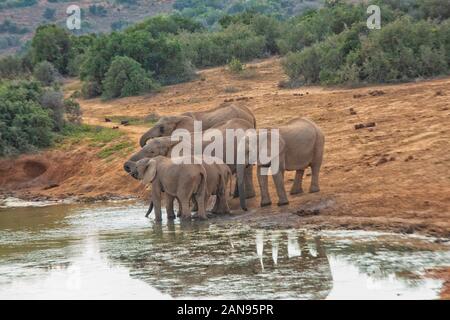 Afrikanische Elefanten Herde in Addo Elepnant Park, Südafrika Stockfoto