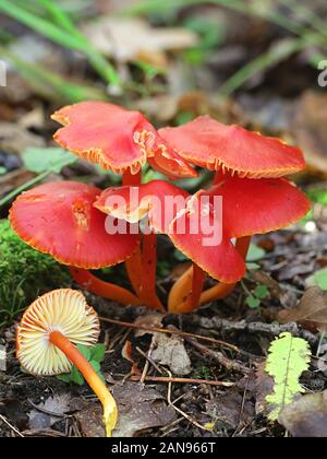 Hygrocybe punicea, wie Crimson waxcap oder Scharlach Wachs Kappe bekannt, Pilze aus Finnland Stockfoto