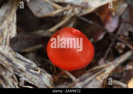 Hygrocybe punicea, wie Crimson waxcap oder Scharlach Wachs Kappe bekannt, wilde essbare Pilze aus Finnland Stockfoto