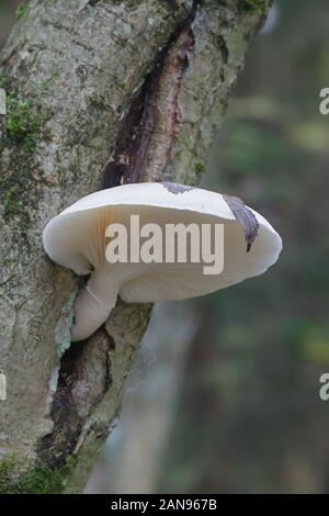 Pleurotus Dryinus, wie die verschleierte Oyster Mushroom, wilde Pilze aus Finnland bekannt Stockfoto