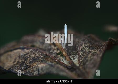 Typula clavarioid setipes, Pilze mit keine gemeinsamen englischen Namen, Pilze aus Finnland Stockfoto
