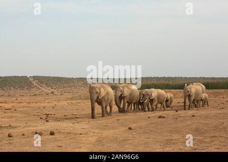 Herde der Afrikanischen Elefanten in einer Reihe im Addo Elephant Park, Südafrika Stockfoto