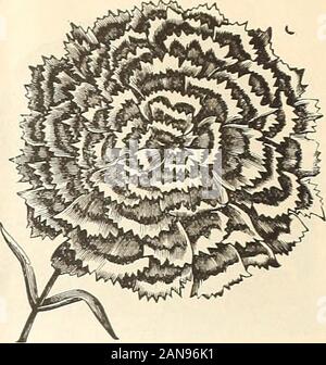 Peter Henderson&Co. Großhandel Katalog von Blumenzwiebeln, Pflanzen und Blumen in Form von Saatgut, für den Herbst Pflanzung: 1897. Riesige CYCLAMEN. DIANTHUS verdoppeln. Pkt Clematis flammula .05 paniculata 10 Jackmans große Blüte gemischt 10 CLEOME pungens 05 COB^EA scandens, blau. .. 10 scandens, Weiß 10 macrostemma, (San Salvador) 20 Cobtea COCCINEA indica 10 COLEUS Wahl, gemischte J .15 Neue Gesäumten großen Leaved hybriden 0,25 Regal Riese (imperialis reg.ilis) 0,25 Sammlung von 6 großen Leaved 35c COLLINSIA gemischt 05 CONVOLVULUS großen gemischten {Morning Glories) .05 weiß 05 Blau 05 Blut = Rot-05 Rose-05 Gestreift 05 Sammlung Stockfoto