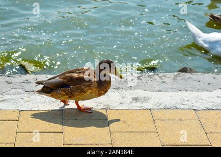 Weibliche Mallard-Ente schließen sich auf dem gelben Steinpflaster an der Küste an. Lateinischer Name ist Anas platyrhynchos. Gefiederter Vogel mit Melange. Schwan schwimmend. Stockfoto