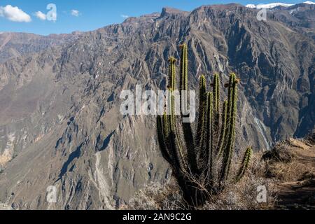 Colca Canyon in der Nähe von Chivay, Peru Stockfoto