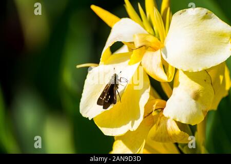 Ein Schmetterling auf der Gelben canna Indica, die gemeinhin als indischen, afrikanischen Maranta, essbare Canna bekannt, lila Maranta, Sierra Leone pfeilwurz, ist ein Stockfoto