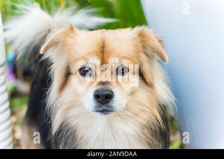 Nahaufnahme eines Tibetischen Spanie blonden Jungen tibetischen Spanie Stockfoto