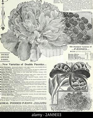 Blumenzwiebeln, Pflanzen und Samen für den Herbst Pflanzung: 1897. Pflanzen und wilde Gärten mboideib Theflowers sind groß, massive, perfekte m Outline und schönsten Feriendörfer (Rtady m Oktober). ... Neue Sorten von Doppel Pseonies... Abel Carriere. Amaranth schattiert mit hellen Violett; veiy gefüllte Blüte mit den großen Schutz Blütenblätter umgeben; zusätzliche tine.Comte de Paris. Schöne rosa Flieder mit in Lachs-, Gelb- und Rose, sehr doppelt, mit großen rosa Blütenblätter in der Mitte. Eugene Verdier. Eosy Rosa, eine sehr große und brillante Blume, mit erröten Center; zusätzliche Zeile. La, Cnriosite. Eine schöne und brillante Rose Stockfoto