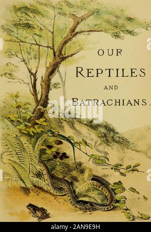 Unsere Reptilien und Amphibien; schlicht und einfach die Eidechsen, Schlangen, Molche, Kröten, Frösche und Schildkröten indigenen nach Großbritannien. London. W H. Allen&C° 13 Waterloo Place S. ¥. 6 y, Rt (+* - unsere Reptilien und Amphibien schlicht und einfach die Eidechsen, Schlangen, Molche, Kröten, FROGSAND SCHILDKRÖTEN INDIGENEN NACH GROSSBRITANNIEN M. C. COOKE, M.A., LL.D, A.L.S. Thema von Rost, Ruß, Schimmel, Schimmel, schlicht und einfach der BritishFiuigi, Handbuch der Strukturelle Botanik, Handbuch der botanischen Begriffe, usw., usw. MIT ORIGINAL FIGUREN JEDER ART UND zahlreiche Holzschnitte. Neue und R Stockfoto